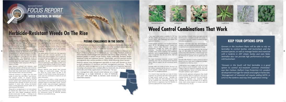 Syngenta 4-Page Gatefold Middle Insert Focus Report